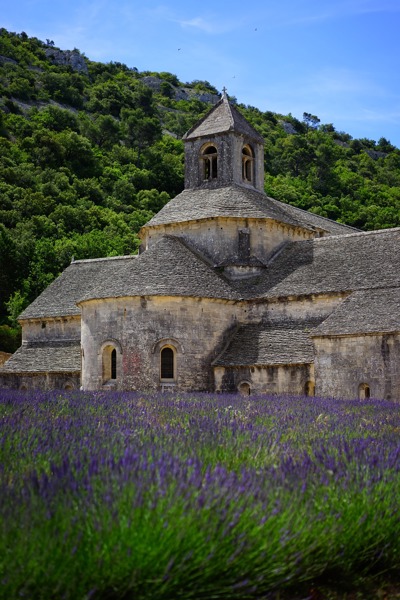 Champs de lavande en fleur devant l'Abbaye de Sénanque, Luberon Provence