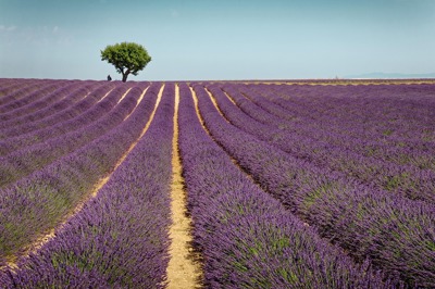 Champs de lavande en fleur sur le plateau de Valensole, Provence