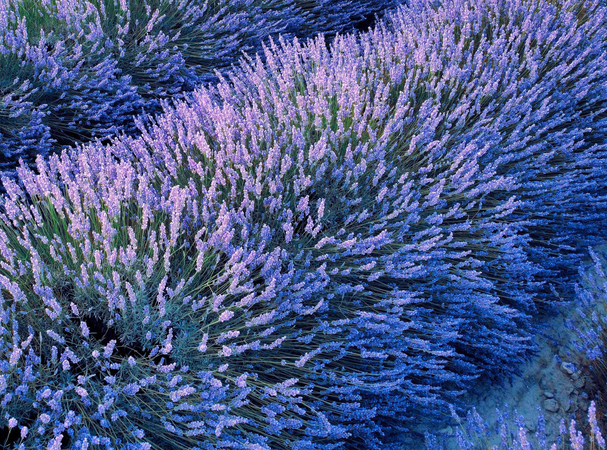 Lavender bloom