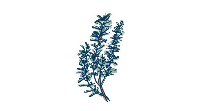 Rosemary  illustration