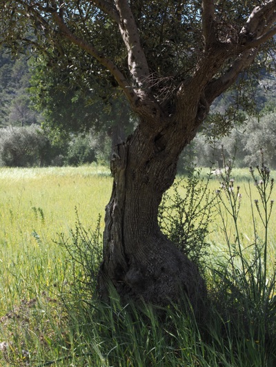 Vieil olivier dans une oliveraie provençale près des hôtels Beaumier à Lourmarin, Luberon