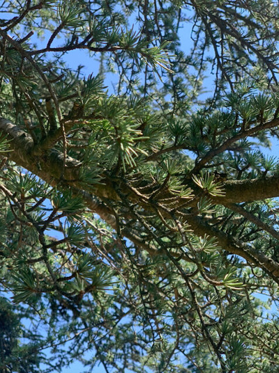 Forêt des cèdres de Bonnieux dans le Luberon, près de l'hôtel Beaumier Capelongue